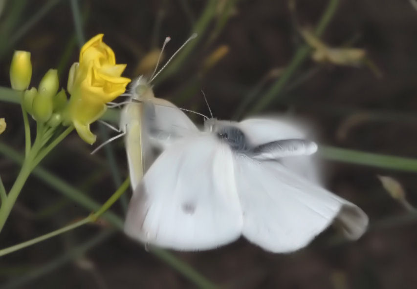 Farfalle in accoppiamento